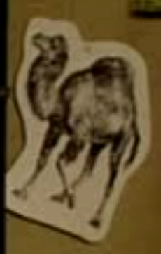 black and white camel sticker